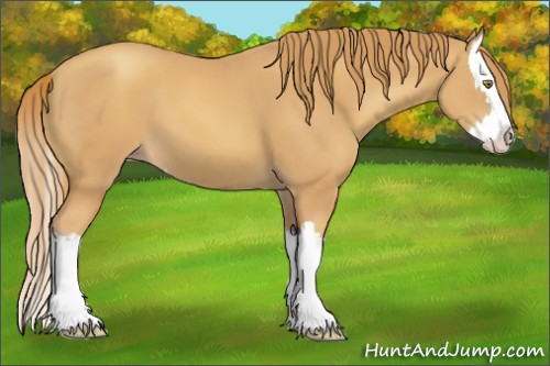 Horse Color:Gold Champagne Splash 