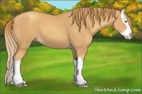 Horse Color:Gold Champagne Splash