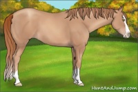 Horse Color:Gold Champagne Splash 