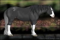 Horse Color:Black Splash Varnish 