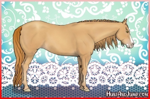 Horse Color:Gold Champagne Splash 