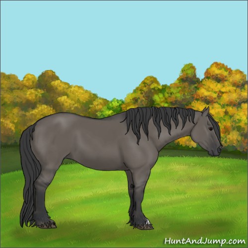 Horse Color:Grullo