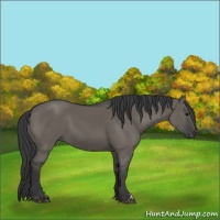 Horse Color:Grullo 