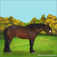 Horse Color:Gray Bay 