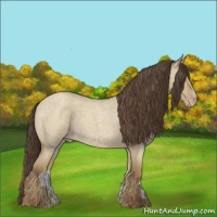 Horse Color:Classic Champagne Roan Dun 