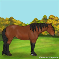 Horse Color:Gray Bay 