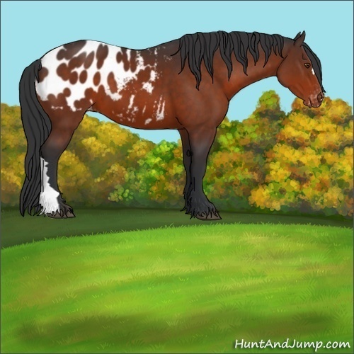 Horse Color:Bay Appaloosa 