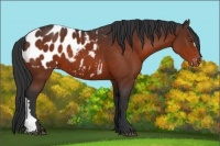 Horse Color:Bay Appaloosa 