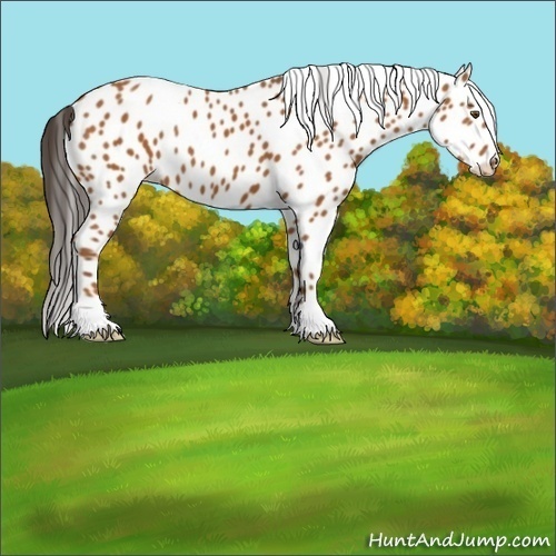 Horse Color:Bay Appaloosa 