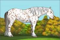 Horse Color:Bay Appaloosa