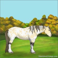Horse Color:White Spotted Buckskin Appaloosa 