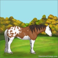 Horse Color:Brown Splash Appaloosa 