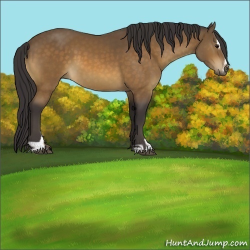 Horse Color:Buckskin Sabino
