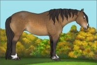 Horse Color:Buckskin Sabino 
