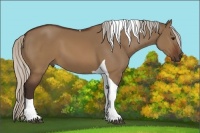 Horse Color:Silver Brown Dun Tobiano