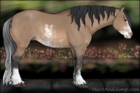 Horse Color:Bay Dun Sabino Rabicano 