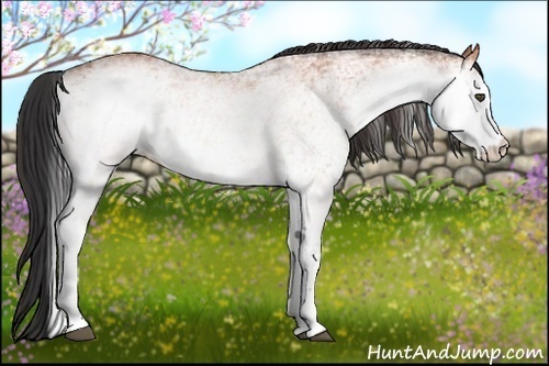 Horse Color:White Spotted Bay 