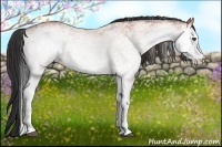 Horse Color:White Spotted Bay