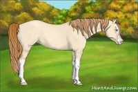 Horse Color:Gold Champagne Dun Splash 