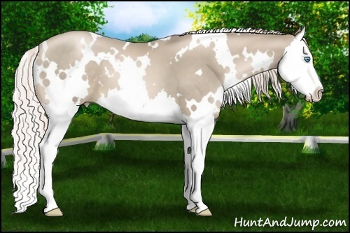 Horse Color:White Spotted Chocolate Palomino Pearl Splash