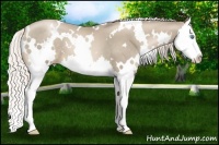 Horse Color:White Spotted Chocolate Palomino Pearl Splash
