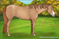 Horse Color:Gold Champagne Splash
