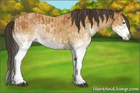 Horse Color:White Spotted Bay Splash  and White Spotted Buckskin Splash 