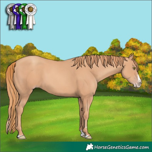 Horse Color:Gold Champagne Splash