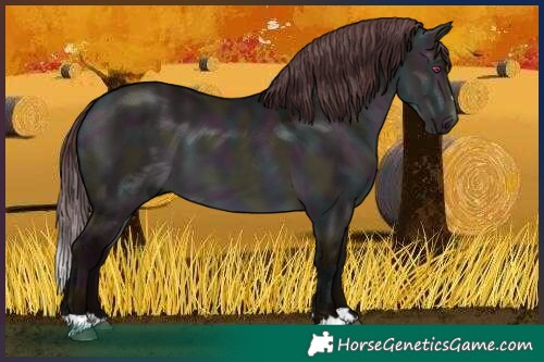 Horse Color:Midnight Chocolate Brown Chinchilla Dun 