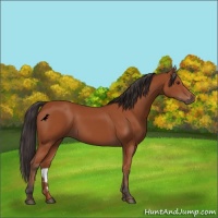 Horse Color:Bay 