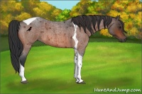 Horse Color:Bay Roan Tobiano