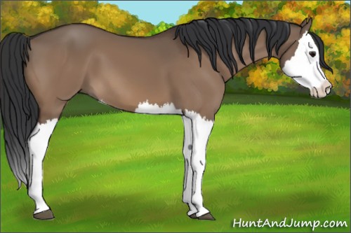 Horse Color:Brown Dun Splash
