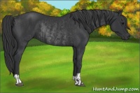 Horse Color:Black and Black Rabicano