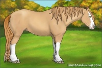 Horse Color:Gold Champagne Splash 