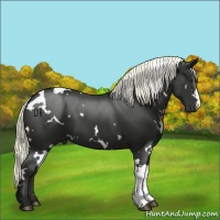 Horse Color:White Spotted Liver Chestnut 