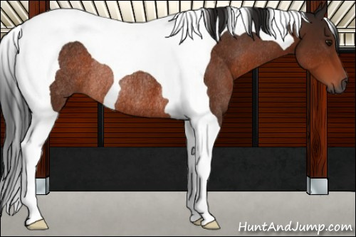 Horse Color:Gray Bay Tobiano Rabicano