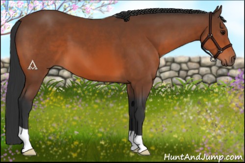Horse Color:Bay 