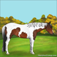 Horse Color:Gray Bay Tobiano 