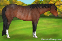 Horse Color:Gray Bay Rabicano