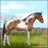 Horse Color:Bay Tobiano Rabicano 