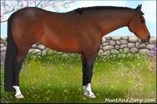 Horse Color:Gray Bay 