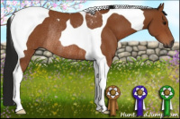 Horse Color:Gray Bay Tobiano Rabicano