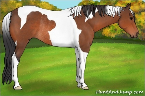 Horse Color:Bay Tobiano Rabicano 