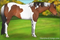 Horse Color:Bay Tobiano Rabicano 