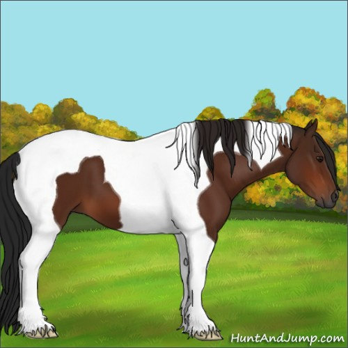 Horse Color:Gray Bay Tobiano 