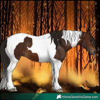 Horse Color:Gray Bay Tobiano 