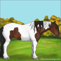 Horse Color:Gray Bay Tobiano 