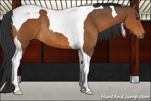 Horse Color:Bay Tobiano Rabicano