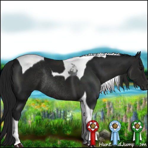 Horse Color:Gray Black Tobiano Rabicano 