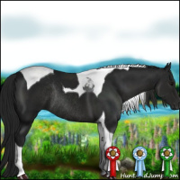 Horse Color:Gray Black Tobiano Rabicano